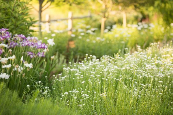 nhNWPOOa Meadow - Matteson Landscape Architecture provides successful landscape design that is completely customized to the property and the client.